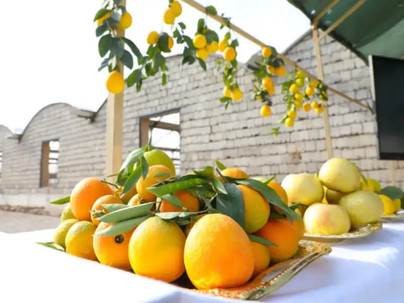 Surxon limonchilarining dunyo maydoniga dadil qadami!  