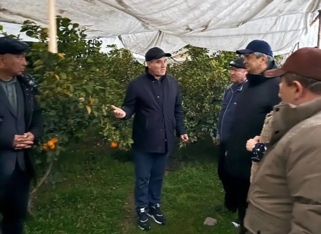 Mahallada limonchilik rivoji — barqaror daromad manbai!