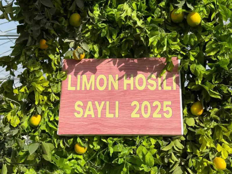 Shahrisabzda “Limon hosili sayli” bo‘lib o‘tdi!