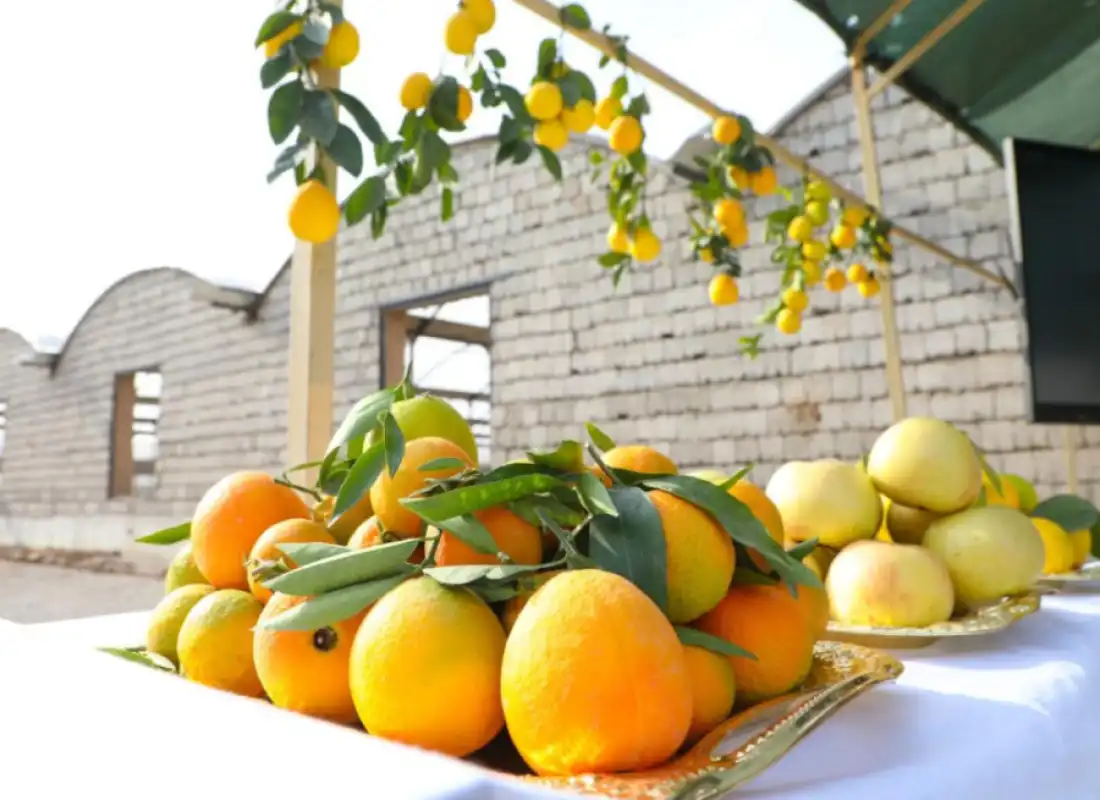 Surxon limonchilarining dunyo maydoniga dadil qadami!  