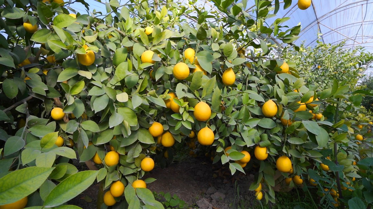 photo_10_2025-11-04_17-47-45.jpg photo_10_2025-11-04_17-47-45.jpg