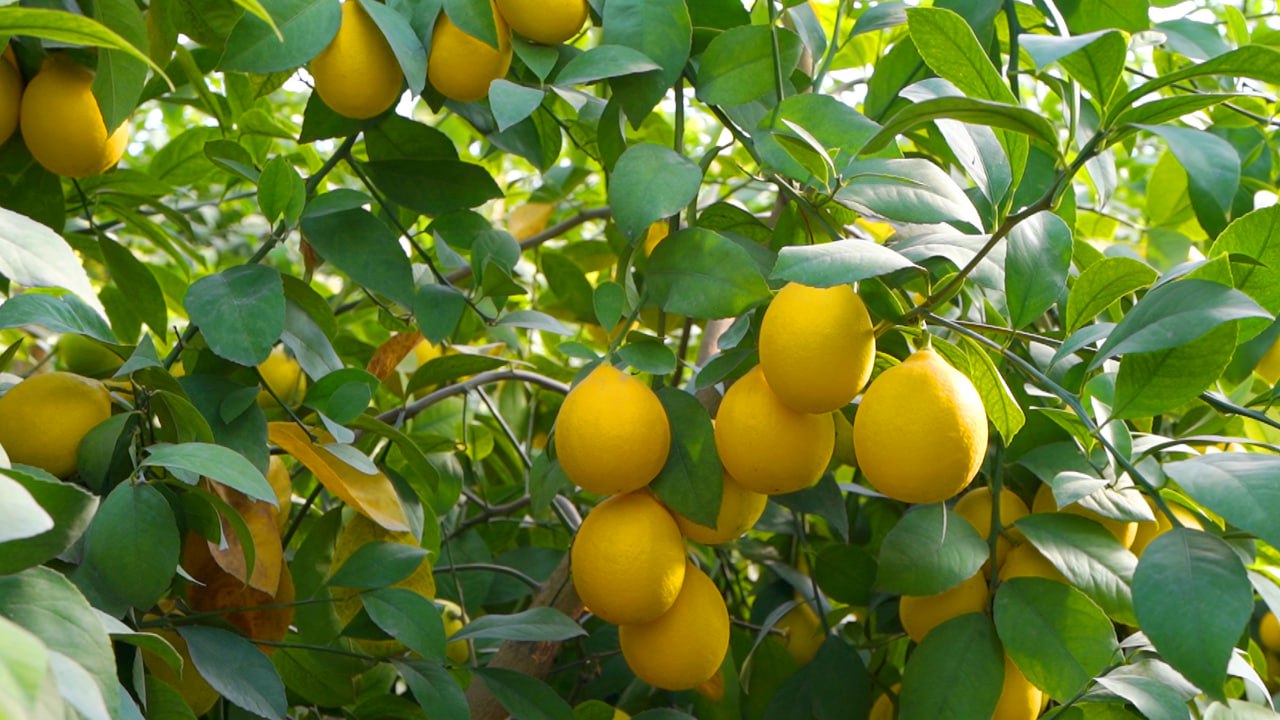 photo_9_2025-11-04_17-47-45.jpg photo_9_2025-11-04_17-47-45.jpg