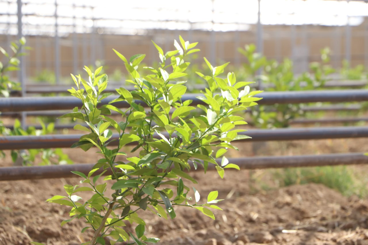 photo_2025-10-29_10-54-48.jpg photo_2025-10-29_10-54-48.jpg